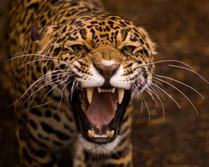 Preview wallpaper jaguar, face, teeth, anger, aggression, predator