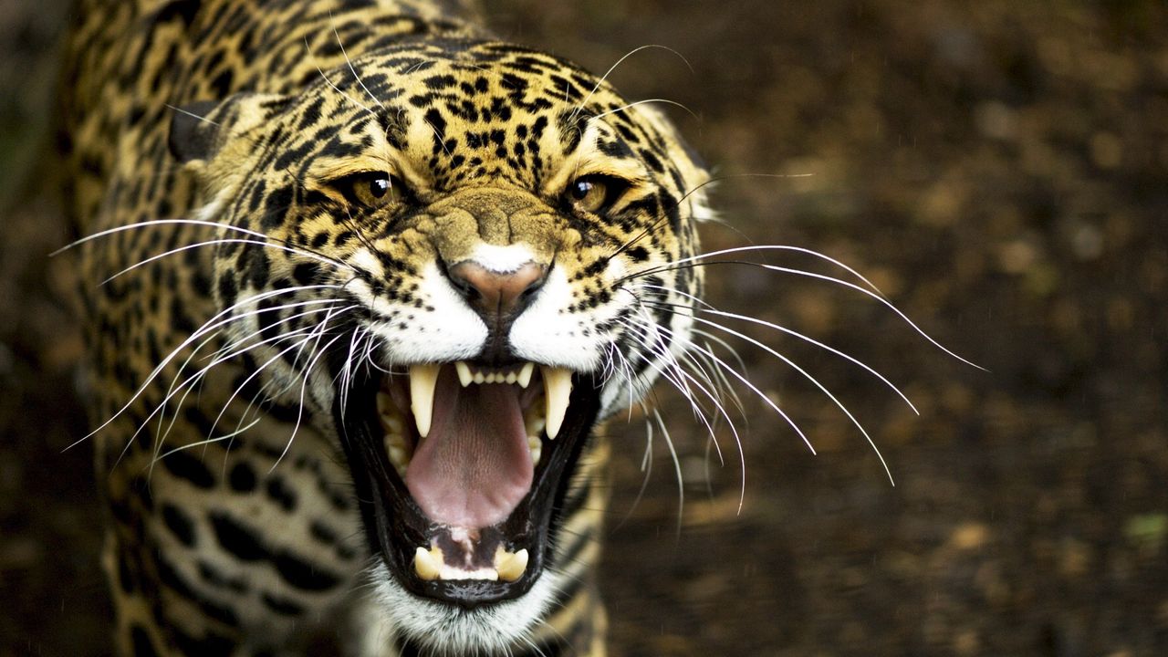 Wallpaper jaguar, face, teeth, aggression