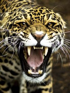 Preview wallpaper jaguar, face, teeth, aggression