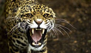 Preview wallpaper jaguar, face, teeth, aggression