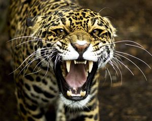 Preview wallpaper jaguar, face, teeth, aggression