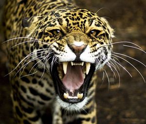 Preview wallpaper jaguar, face, teeth, aggression