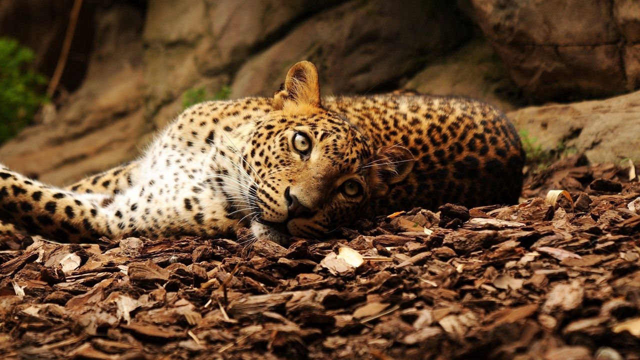 Wallpaper jaguar, foliage, big cat, spotted