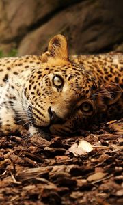 Preview wallpaper jaguar, foliage, big cat, spotted