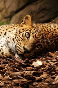 Preview wallpaper jaguar, foliage, big cat, spotted