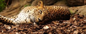 Preview wallpaper jaguar, foliage, big cat, spotted