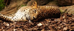 Preview wallpaper jaguar, foliage, big cat, spotted