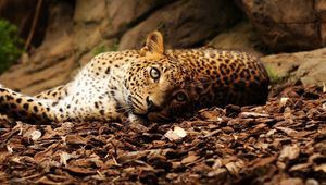 Preview wallpaper jaguar, foliage, big cat, spotted