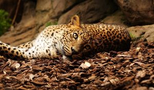 Preview wallpaper jaguar, foliage, big cat, spotted