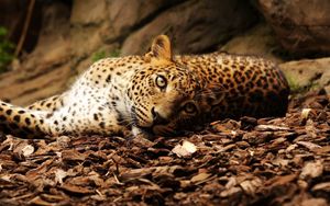 Preview wallpaper jaguar, foliage, big cat, spotted