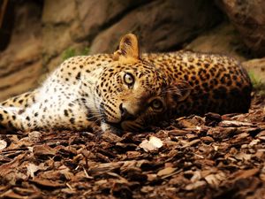 Preview wallpaper jaguar, foliage, big cat, spotted