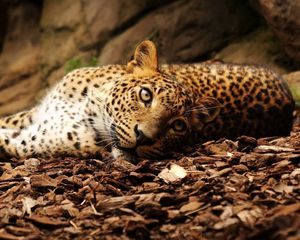 Preview wallpaper jaguar, foliage, big cat, spotted