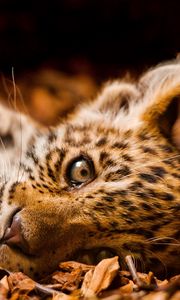 Preview wallpaper jaguar, foliage, down, cub