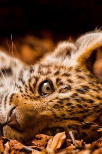 Preview wallpaper jaguar, foliage, down, cub