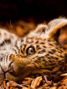 Preview wallpaper jaguar, foliage, down, cub