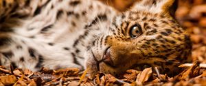 Preview wallpaper jaguar, foliage, down, cub