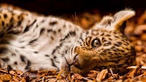 Preview wallpaper jaguar, foliage, down, cub