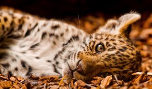 Preview wallpaper jaguar, foliage, down, cub