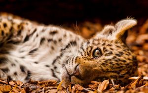 Preview wallpaper jaguar, foliage, down, cub