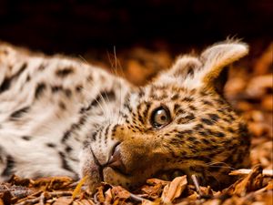 Preview wallpaper jaguar, foliage, down, cub