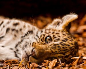 Preview wallpaper jaguar, foliage, down, cub