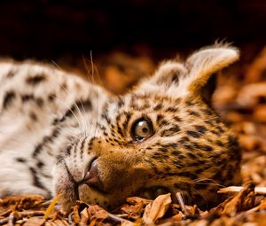 Preview wallpaper jaguar, foliage, down, cub