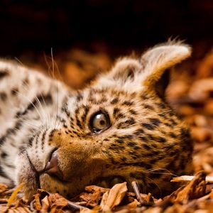 Preview wallpaper jaguar, foliage, down, cub