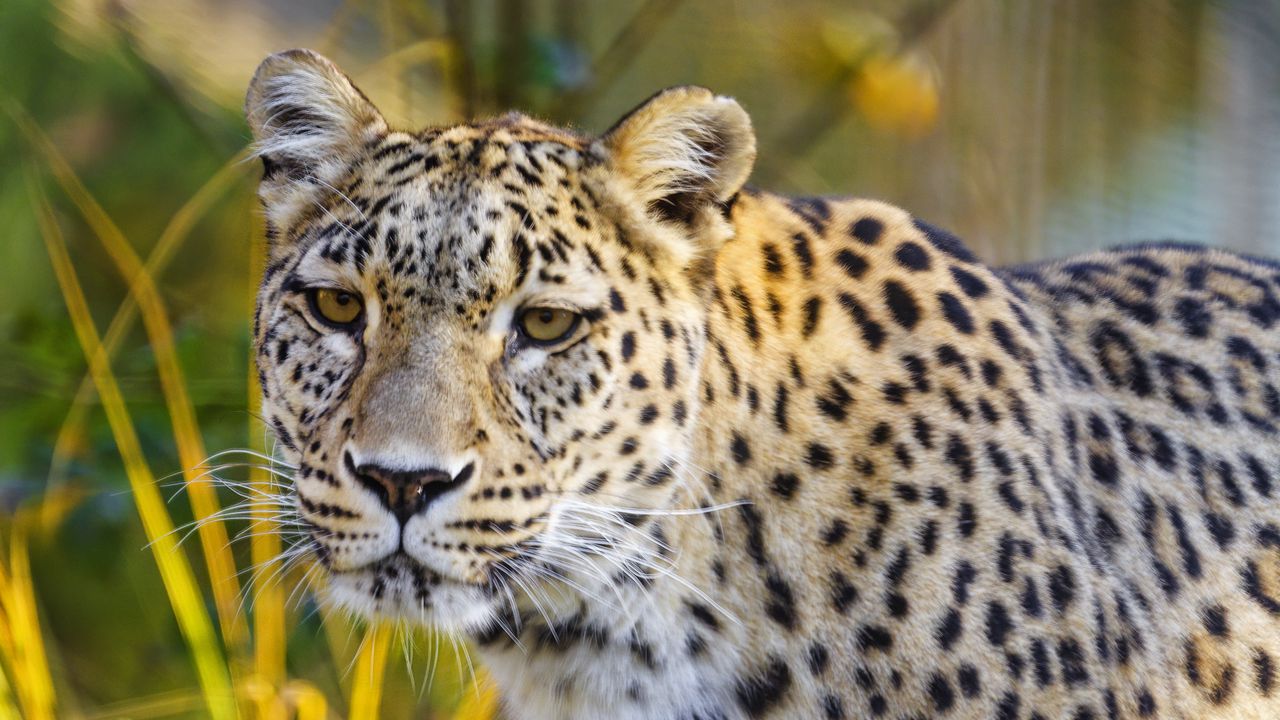 Wallpaper jaguar, glance, predator, animal, wildlife