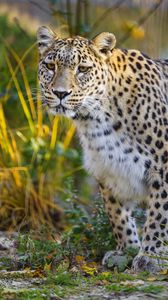 Preview wallpaper jaguar, glance, predator, animal, wildlife