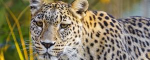 Preview wallpaper jaguar, glance, predator, animal, wildlife