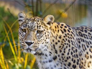 Preview wallpaper jaguar, glance, predator, animal, wildlife