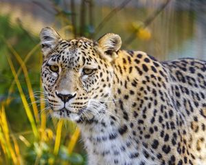 Preview wallpaper jaguar, glance, predator, animal, wildlife