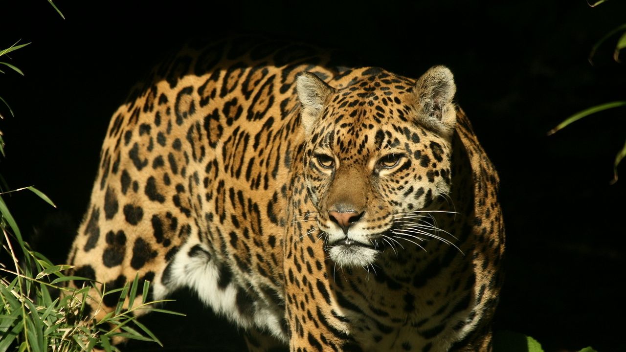 Wallpaper jaguar, grass, background, dark, predator, look, watch