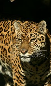 Preview wallpaper jaguar, grass, background, dark, predator, look, watch