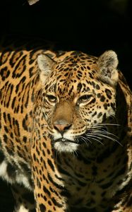 Preview wallpaper jaguar, grass, background, dark, predator, look, watch