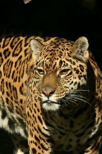 Preview wallpaper jaguar, grass, background, dark, predator, look, watch