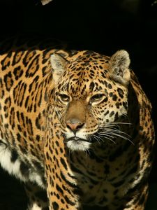 Preview wallpaper jaguar, grass, background, dark, predator, look, watch