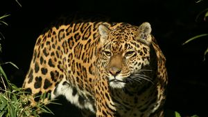 Preview wallpaper jaguar, grass, background, dark, predator, look, watch