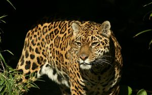 Preview wallpaper jaguar, grass, background, dark, predator, look, watch