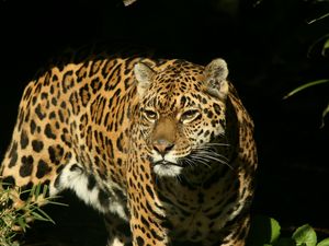 Preview wallpaper jaguar, grass, background, dark, predator, look, watch