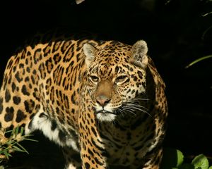 Preview wallpaper jaguar, grass, background, dark, predator, look, watch