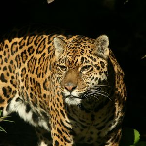 Preview wallpaper jaguar, grass, background, dark, predator, look, watch