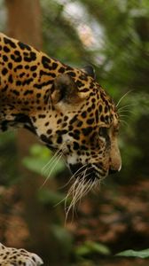 Preview wallpaper jaguar, grass, big cat, walk