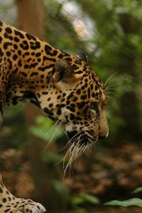 Preview wallpaper jaguar, grass, big cat, walk