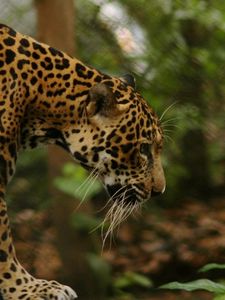 Preview wallpaper jaguar, grass, big cat, walk