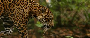 Preview wallpaper jaguar, grass, big cat, walk