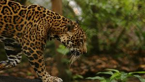 Preview wallpaper jaguar, grass, big cat, walk