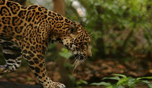 Preview wallpaper jaguar, grass, big cat, walk