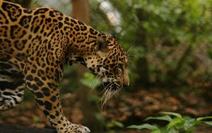 Preview wallpaper jaguar, grass, big cat, walk