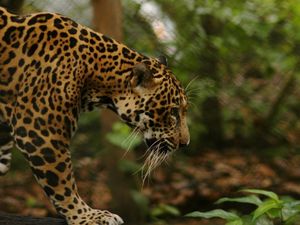 Preview wallpaper jaguar, grass, big cat, walk